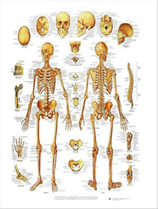 Lamina esqueleto humano