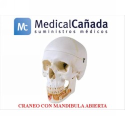 Craneo c/mandibula abierta 20 x 13,5 x 15,5 cm