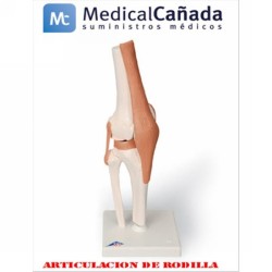 Articulacion de rodilla