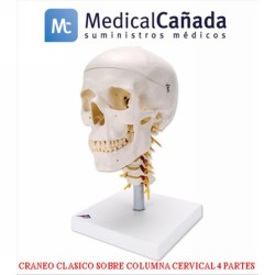 Craneo clasico sobre columna cervical 4 partes - a20/1