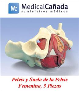 Pelvis y suelo pelvis femenina 5 piezas