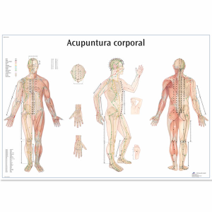 Lamina de Acupuntura Corporal