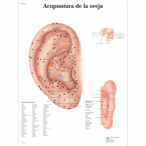 Lamina de Acupuntura de la Oreja