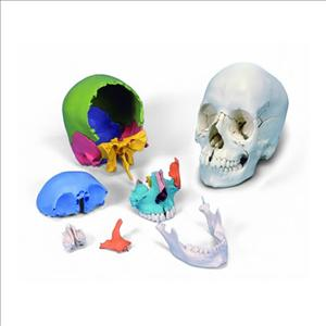 Cráneo desmontable en 22 partes versión didáctica (con colores)